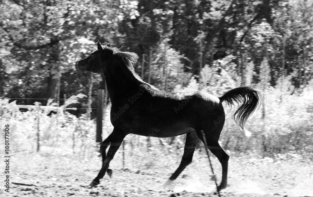 Running Horse, Head Up B&W Running Horse, Head Up B&W