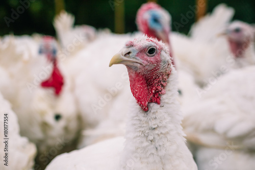 Obraz na płótnie Breeding turkeys on a farm.