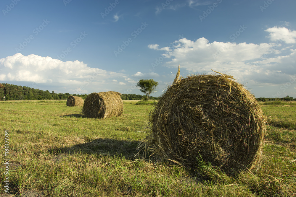 Three coils of hay on the field