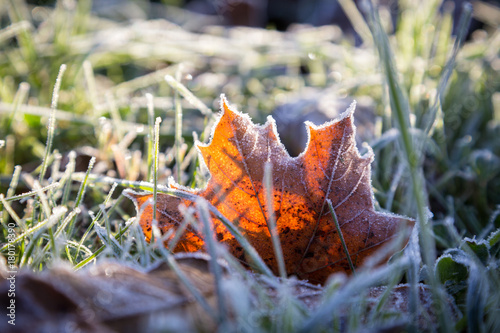 Yellow maple leaf on green grass under autumn frost