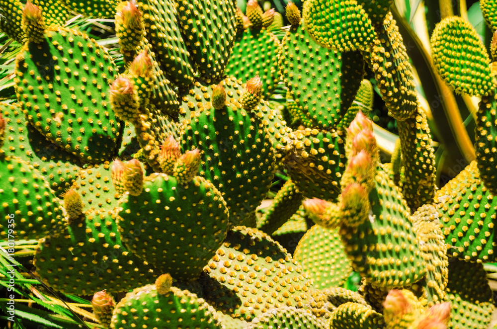 the cactus blooms. texture and background. needles for cactus the cactus blooms. texture and background. needles for cactus