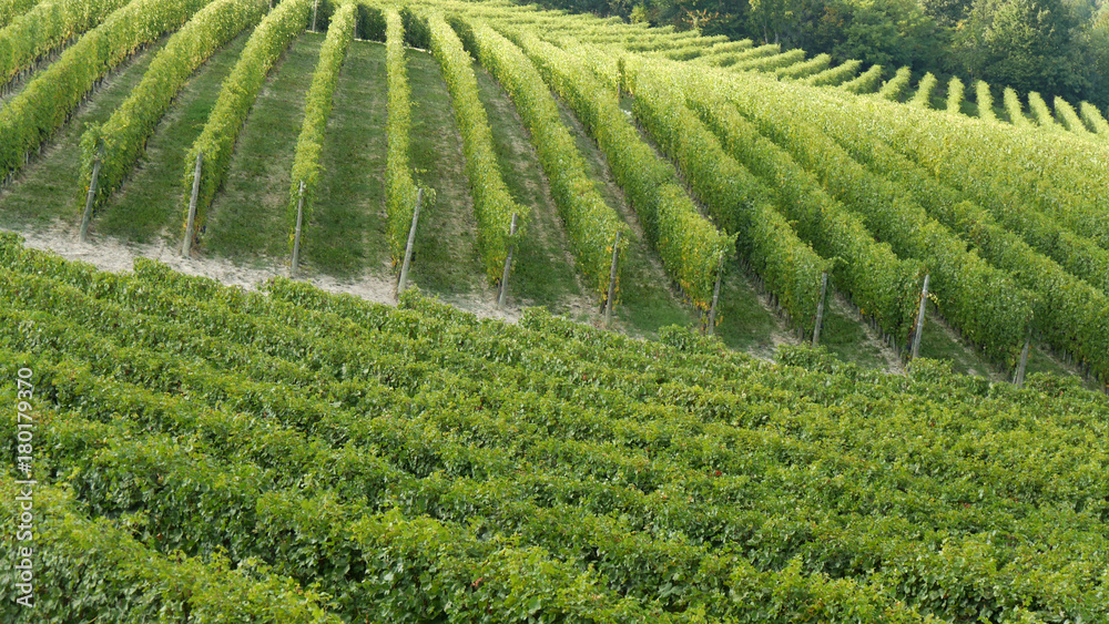 Vigneti di Barolo e Dolcetto vino italiano Vigneti di Barolo e Dolcetto vino italiano