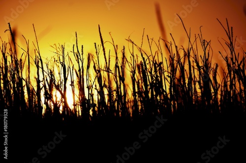 Harvest Sunset