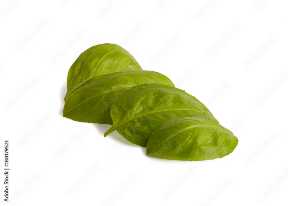 Fototapeta premium Fresh green basil leaves isolated on a white background