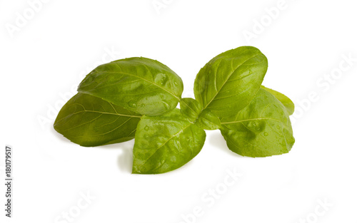 Fresh green basil leaves isolated on a white background