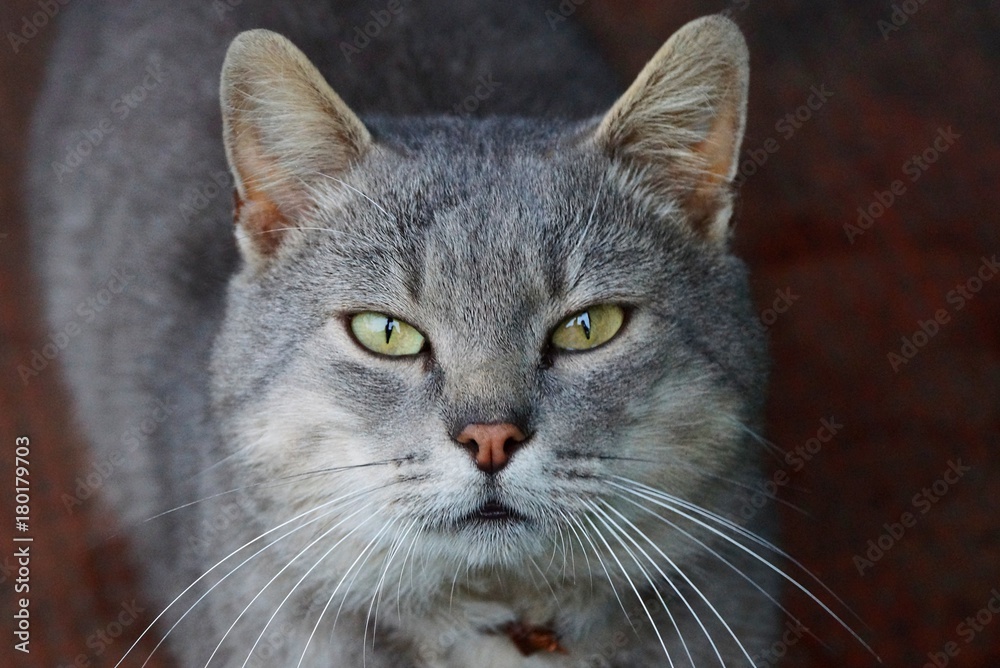 Серый красивый кот стоит и смотрит