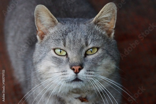 Серый красивый кот стоит и смотрит