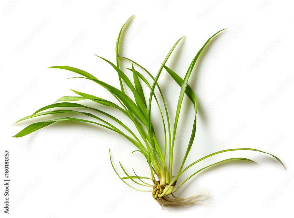 Fototapeta premium fresh green tropical leaf