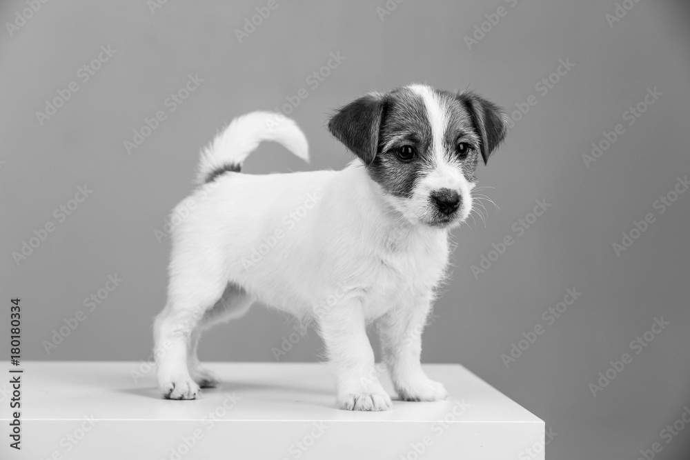 Jack russell puppy in black and white. Close up Jack russell puppy in black and white. Close up
