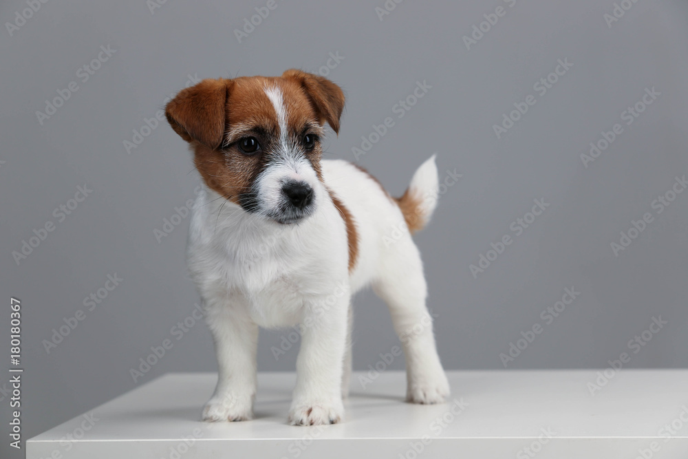 Jack russell terrier. Close up. Gray background