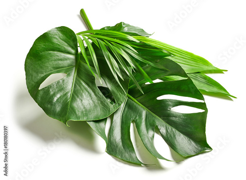 various tropical leaves