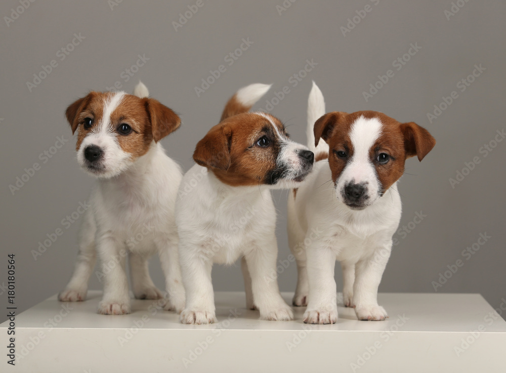 Three jack russell puppies. Close up. Gray background Three jack russell puppies. Close up. Gray background