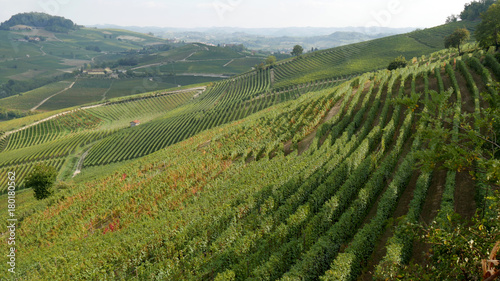 Uva e vigneti di Barolo in autunno nelle Langhe Piemontesi