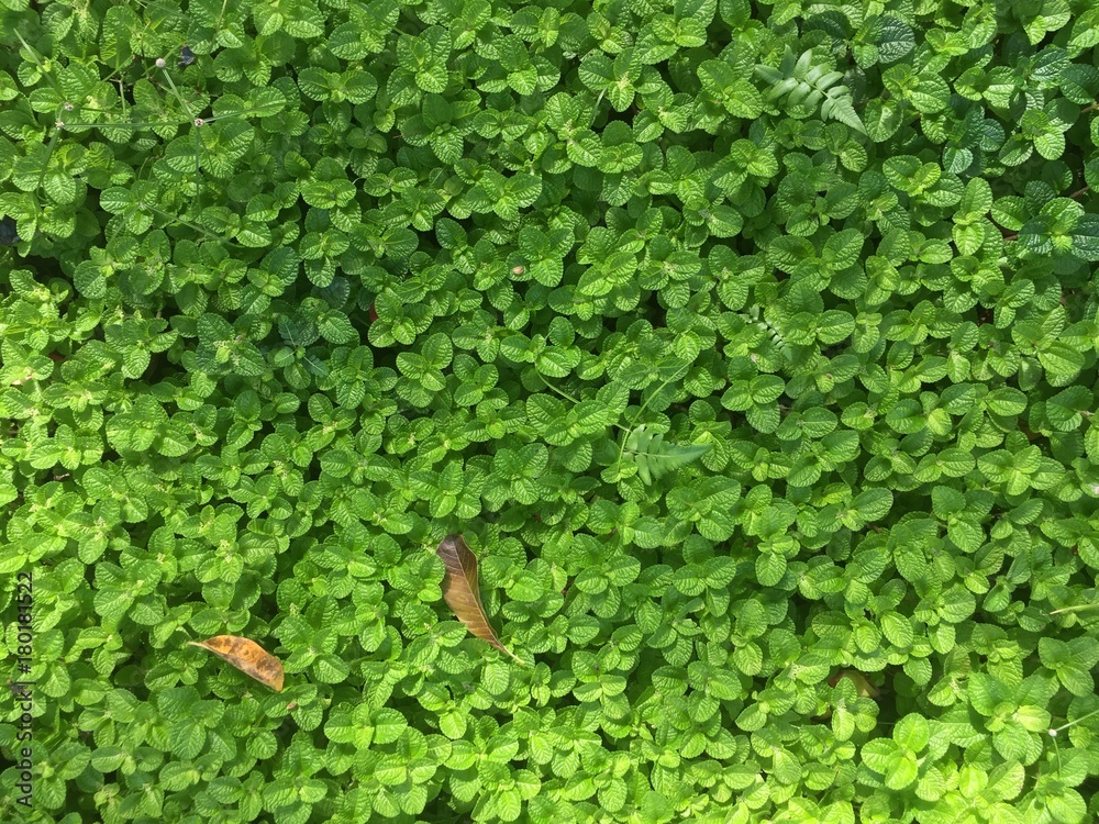 Obraz premium Textured Tiny Green Leaves, from above