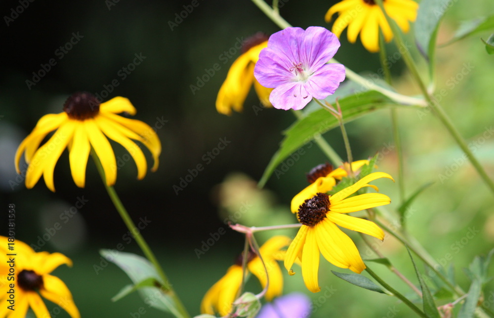 Fototapeta premium Black Eyed Susans