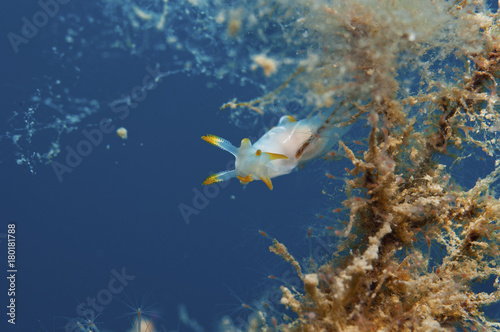 trapania invertebrate walking on the sponge photo