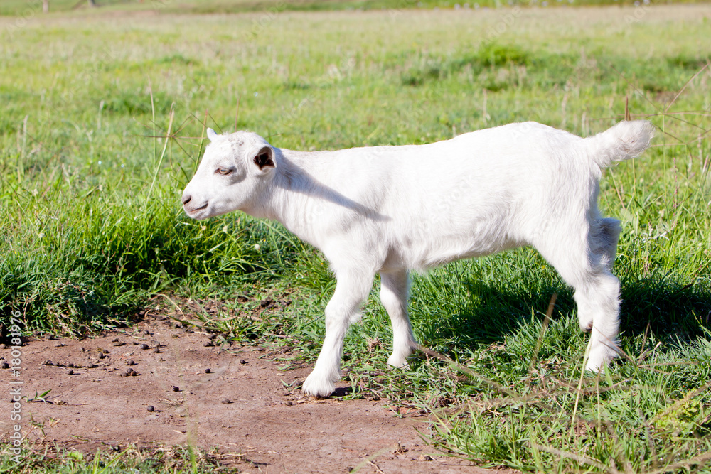Young white miniature goat kid in grassy field Young white miniature goat kid in grassy field
