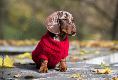 Fotografie Dachshund dogs dressed in a knitted sweater