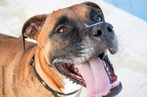 boxer Dog sticks out tongue and prances photo