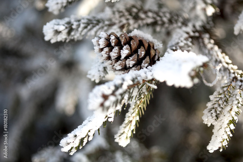 snow covered pine cones on a snow covered branch of a pine tree