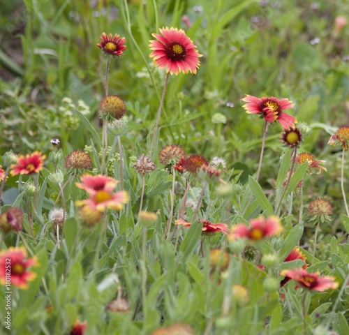 Wallpaper Mural Red Daisies in Field Torontodigital.ca