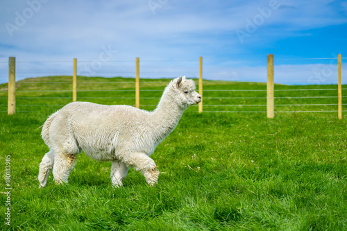 The adorable alpacas in Newzealand