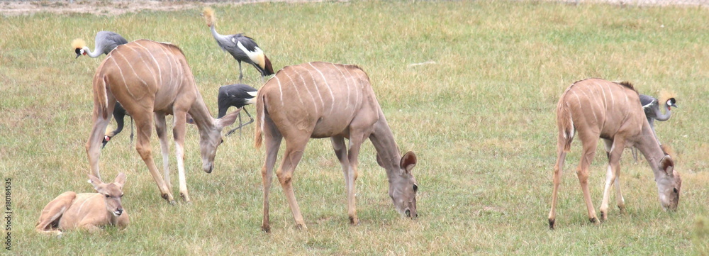 Obraz premium Grazing Grazers