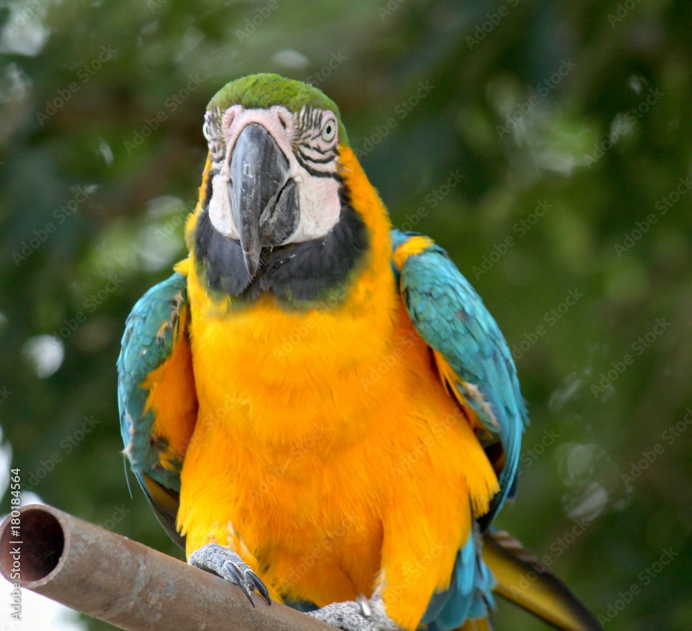 Macaw Says Hi