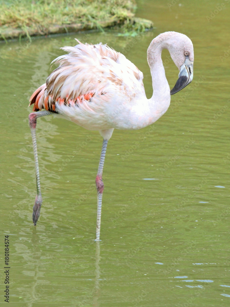 Light Pink Flamingo