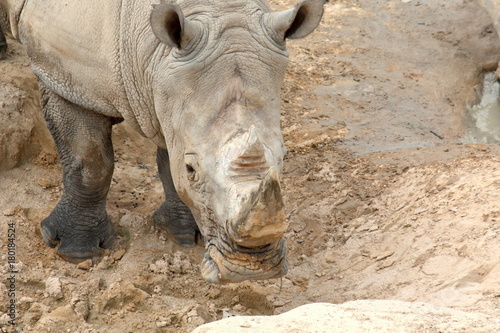 Rhino by Mud pit