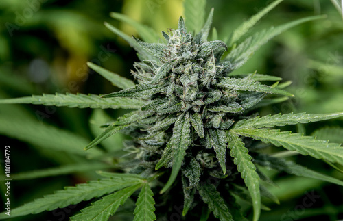 Cannabis
