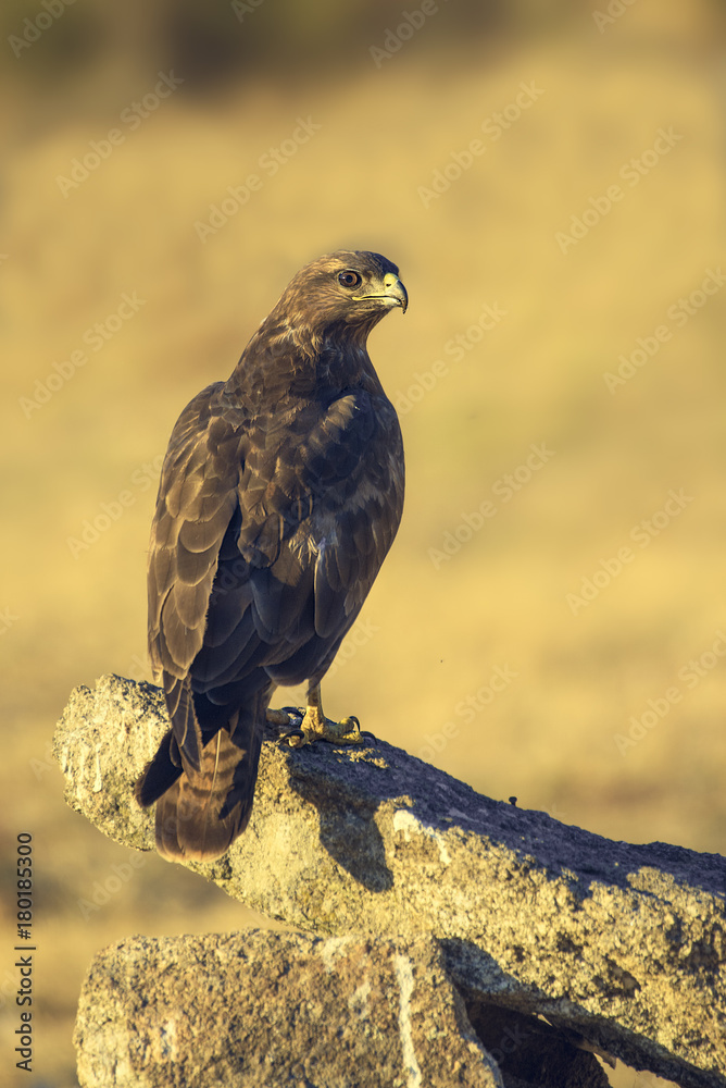 Fototapeta premium Common Buzzard buteo