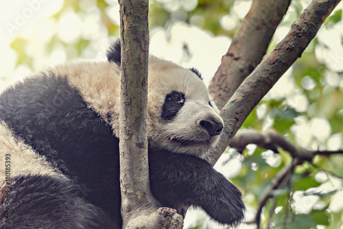 Fototapeta Naklejka Na Ścianę i Meble -  Giant Panda sleeps on the tree.
