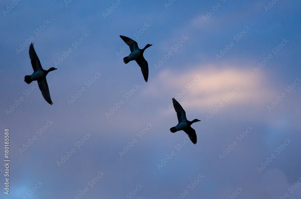 Fototapeta premium Silhouetted Ducks Flying in the Sunset Sky
