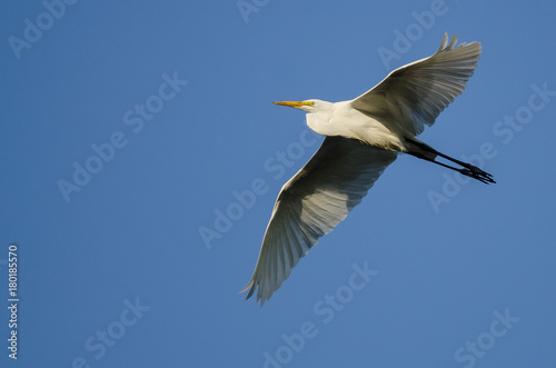 Great Egret Flying in Blue Sky
