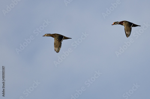 Pair of Wood Ducks Flying in a Blue Sky