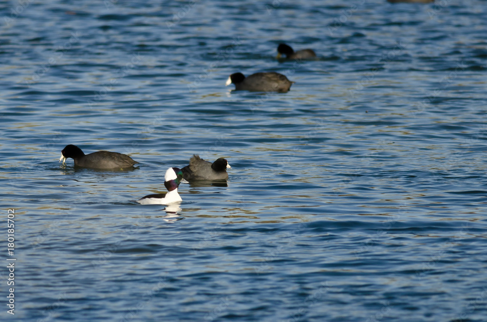 Bufflehead Swimming in the Lake Among the Mud Hens Bufflehead Swimming in the Lake Among the Mud Hens