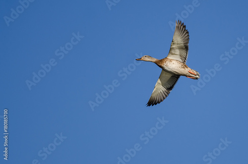 Female Mallard Duck Flying in a Blue Sky