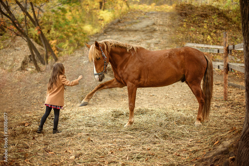 Horse and little girl