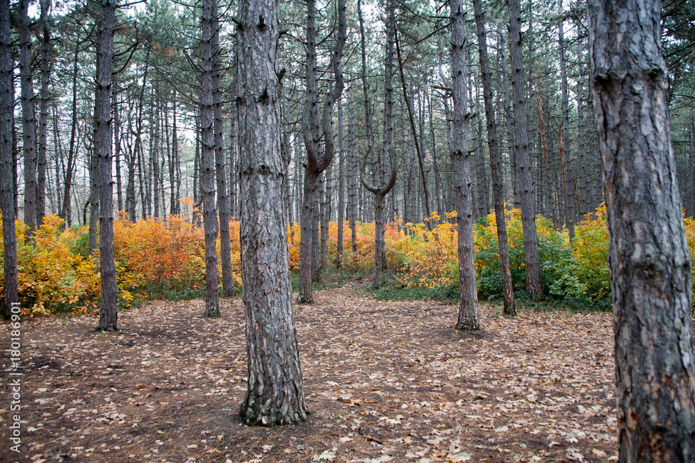 Autumn trees in a beautiful forest straight tall trunks without branches covered with bark in the evening at dusk Autumn trees in a beautiful forest straight tall trunks without branches covered with bark in the evening at dusk