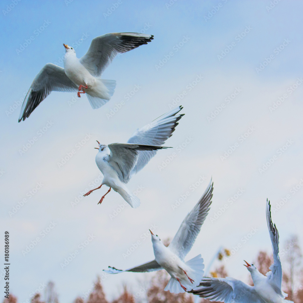 Obraz premium カモメの餌争奪戦