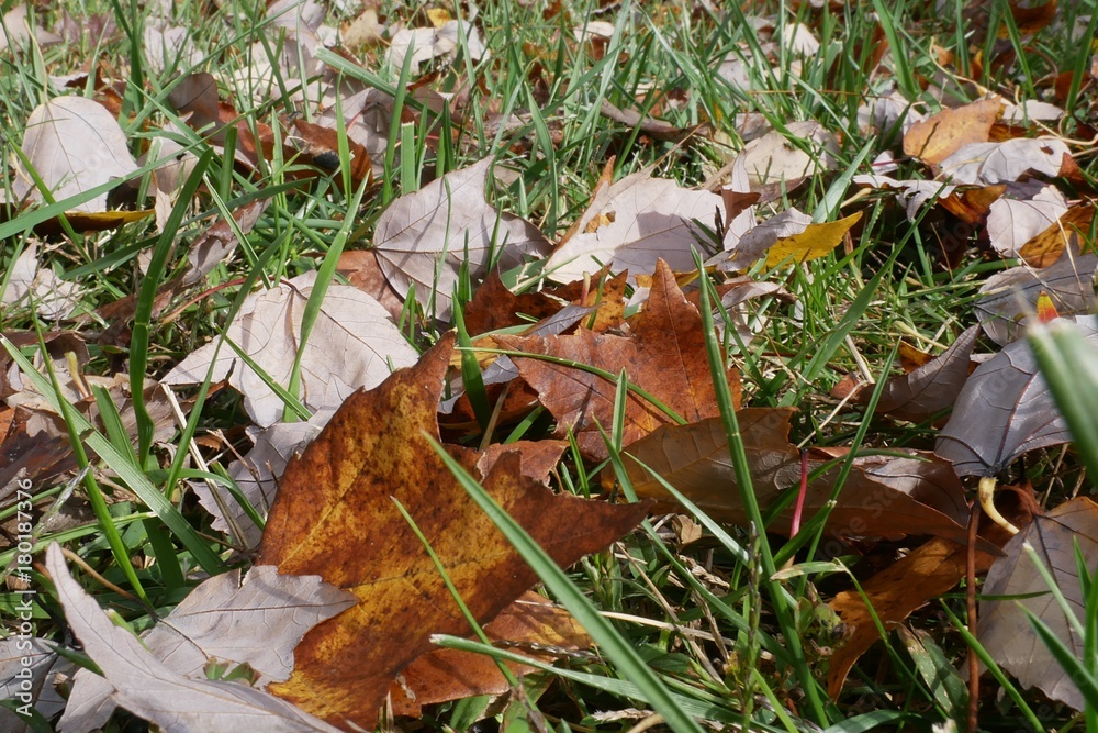 Close up of autumn leaves in a grassy field