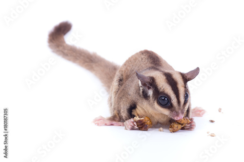 Female sugar glider eating roast insect on the floor isolate on white.