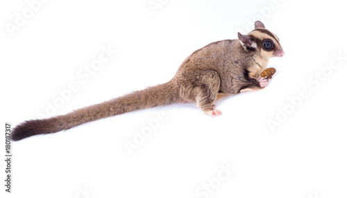 Female sugar glider eating roast insect on the floor isolate on white.