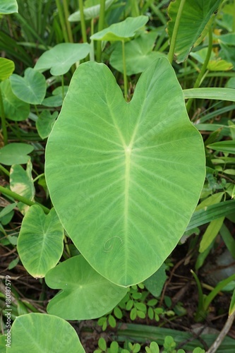 fresh colocasia esculenta leaves in nature garden