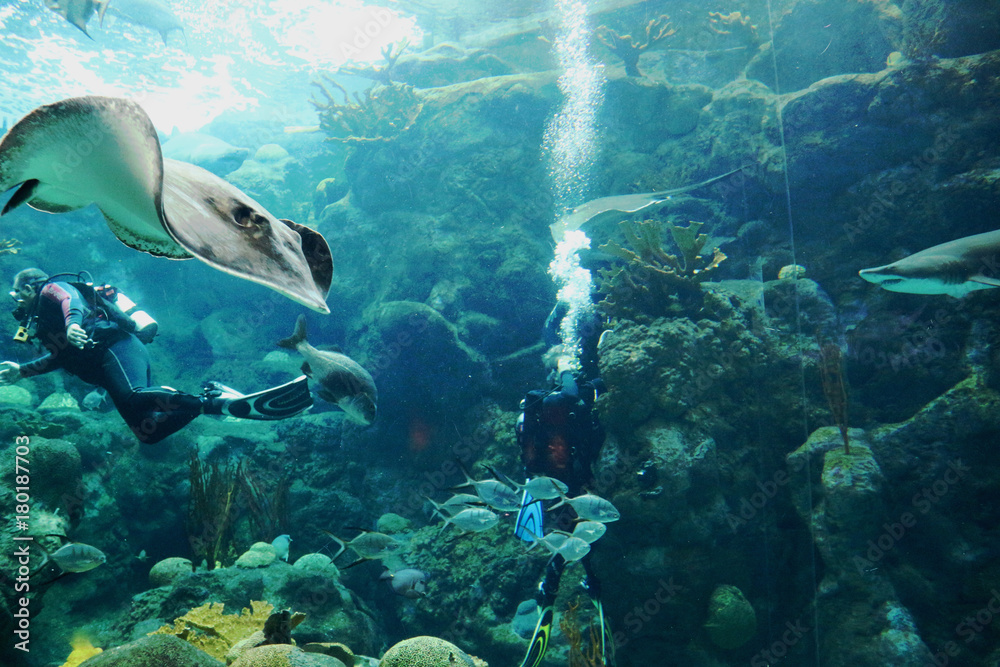 Obraz premium Divers swim through an ocean enclosure with stingray, sharks and other fish .