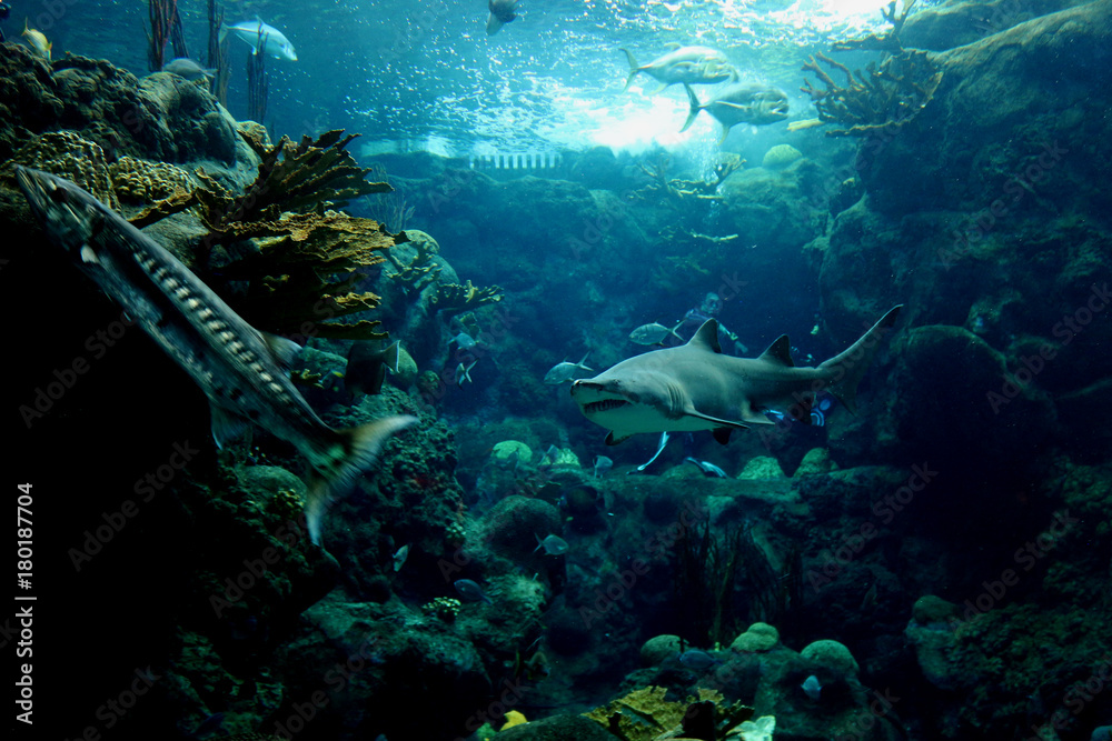Fototapeta premium An underwater scene, sharks, fish a large barracuda in blue salt water. 