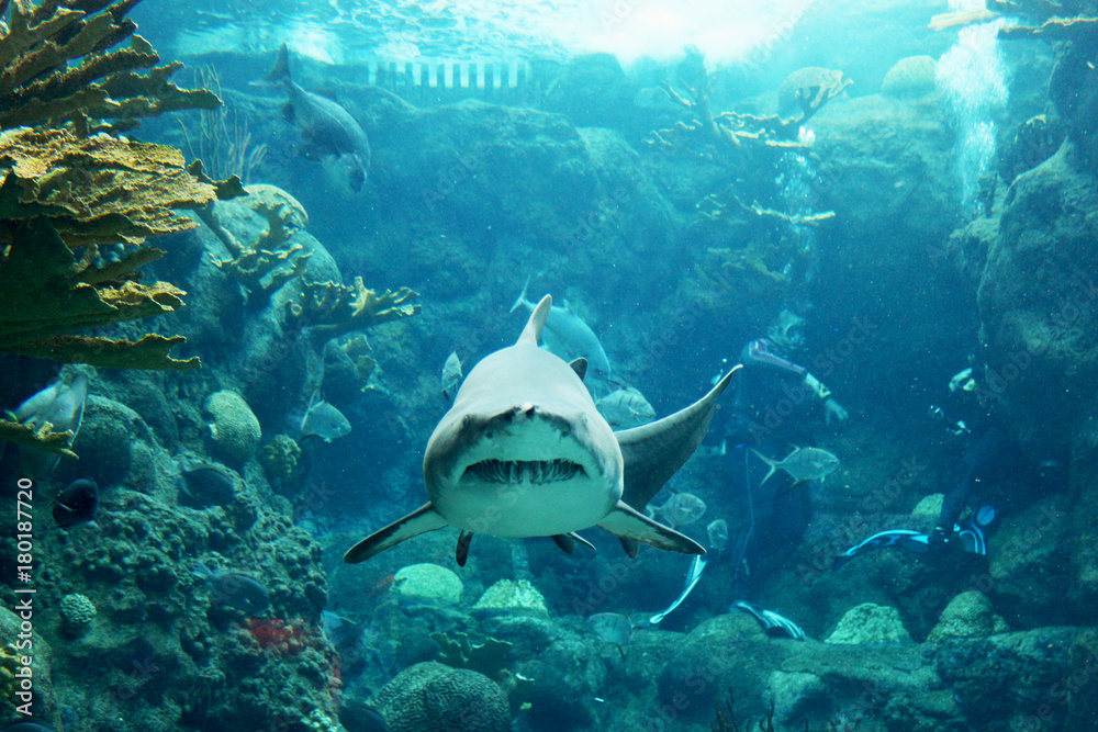 Fototapeta premium A tiger shark swims straight for the camera in an exotic ocean scene
