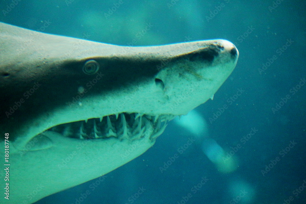 Naklejka premium Underwater face of a Tiger Shark in the Ocean Deep 