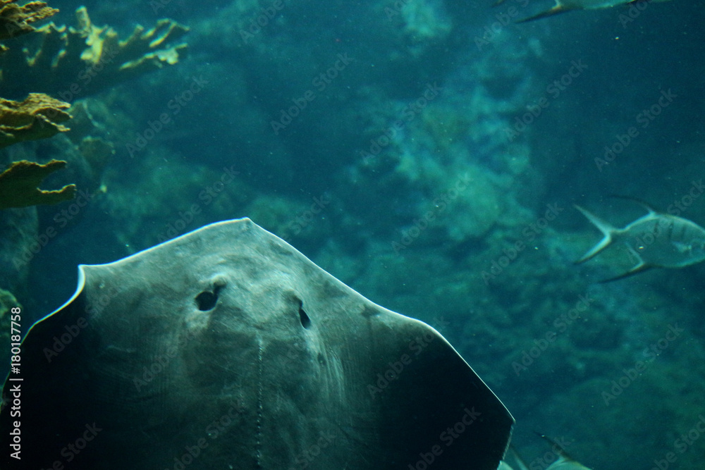 Fototapeta premium A Stingray Swimming Through The Water 